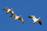 Snow Geese In Flight_72664